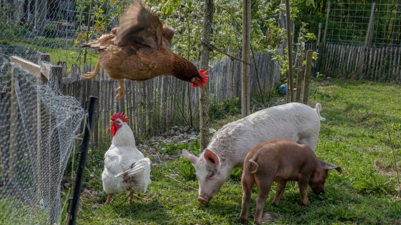 Two pigs eat grass next to a wooden fence with chicken wire attached the the top. A chicken stands next to the pigs while another jumps off the top of the fence.